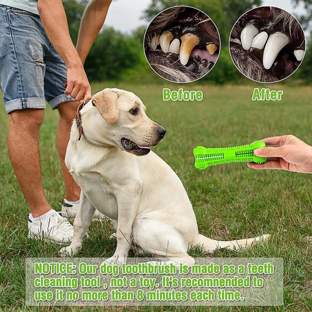 Zahnbürsten-Kauspielzeug für Hunde - Für gesunde Zähne & mehr Spielspaß
