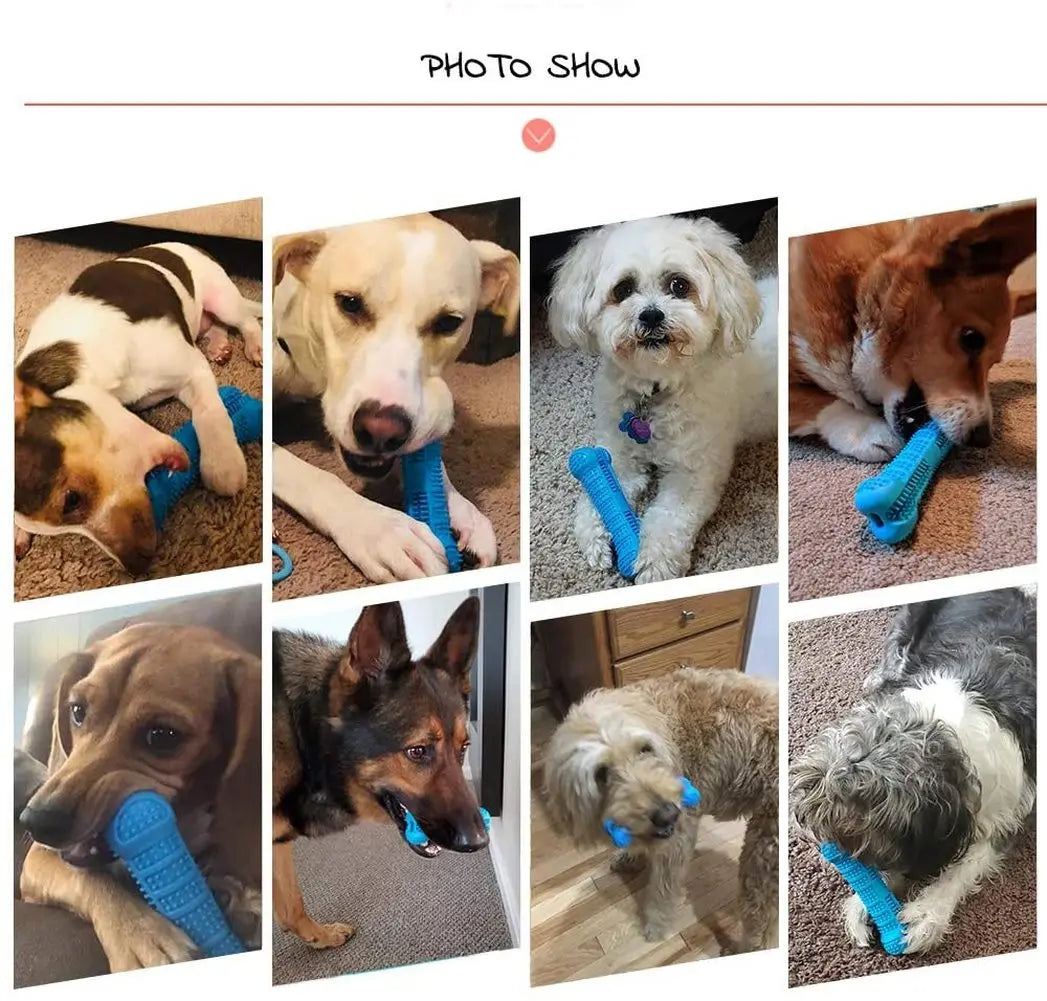 Zahnbürsten-Kauspielzeug für Hunde - Für gesunde Zähne & mehr Spielspaß